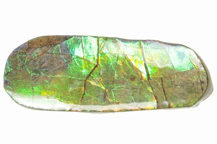 Iridescent Ammolite (Fossil Ammonite Shell) - Alberta #357435